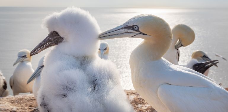 mit dem katamaran von norderney nach helgoland